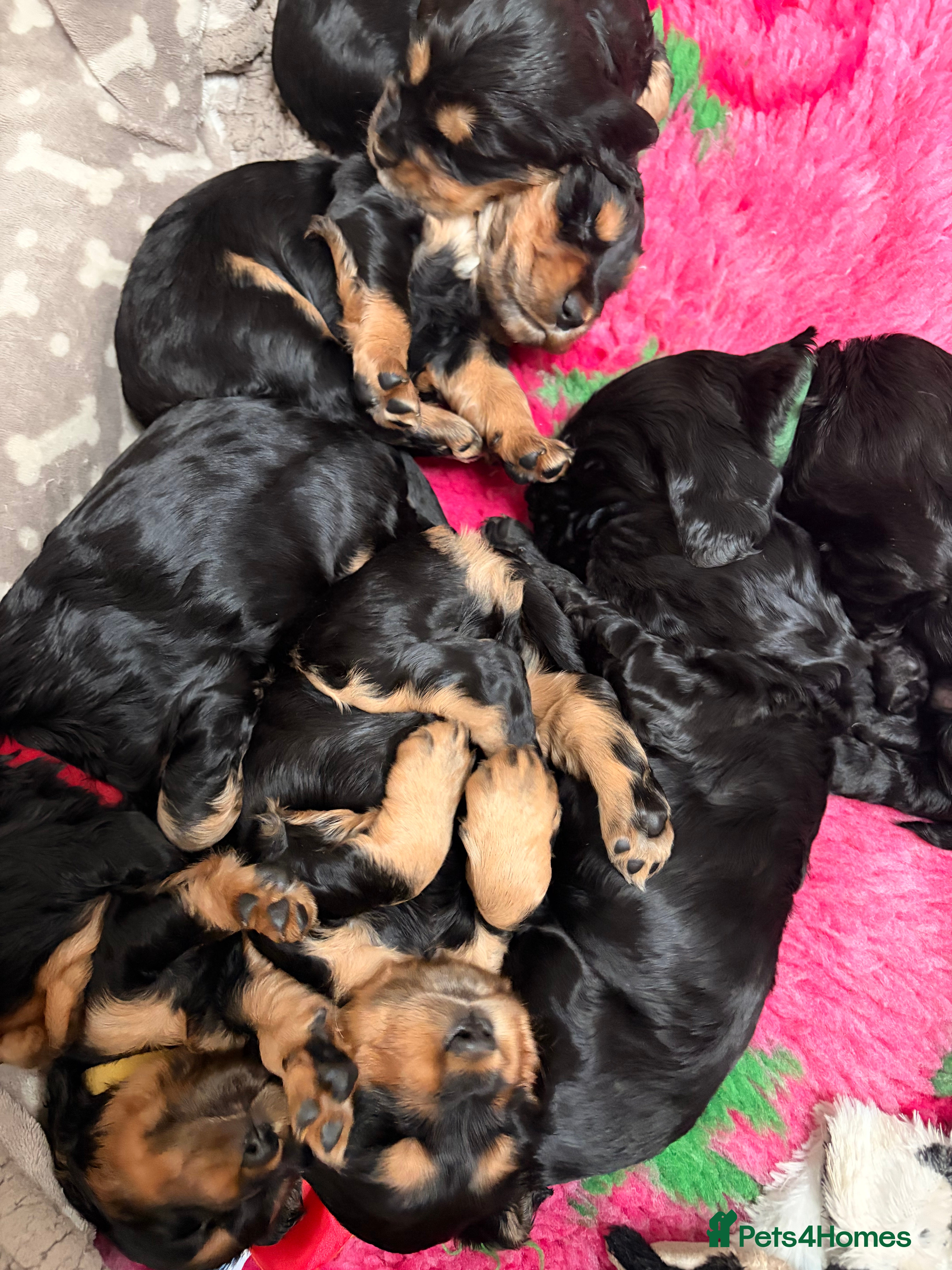 Cocker Spaniel dogs Outstanding KC Show Type Cocker Spaniel puppies - Advert 12