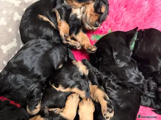 Cocker Spaniel dogs Outstanding KC Show Type Cocker Spaniel puppies - Advert 4