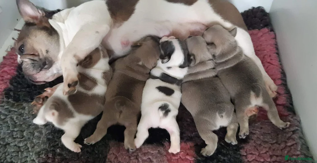 French Bulldog dogs for stud: Amazing structure and quality ‼️ in Ebbw Vale - Advert 22