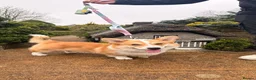 Welsh Corgi Pembroke dogs for stud: KC Registered Stud Dog | Excellent Health | London in London - Advert 2