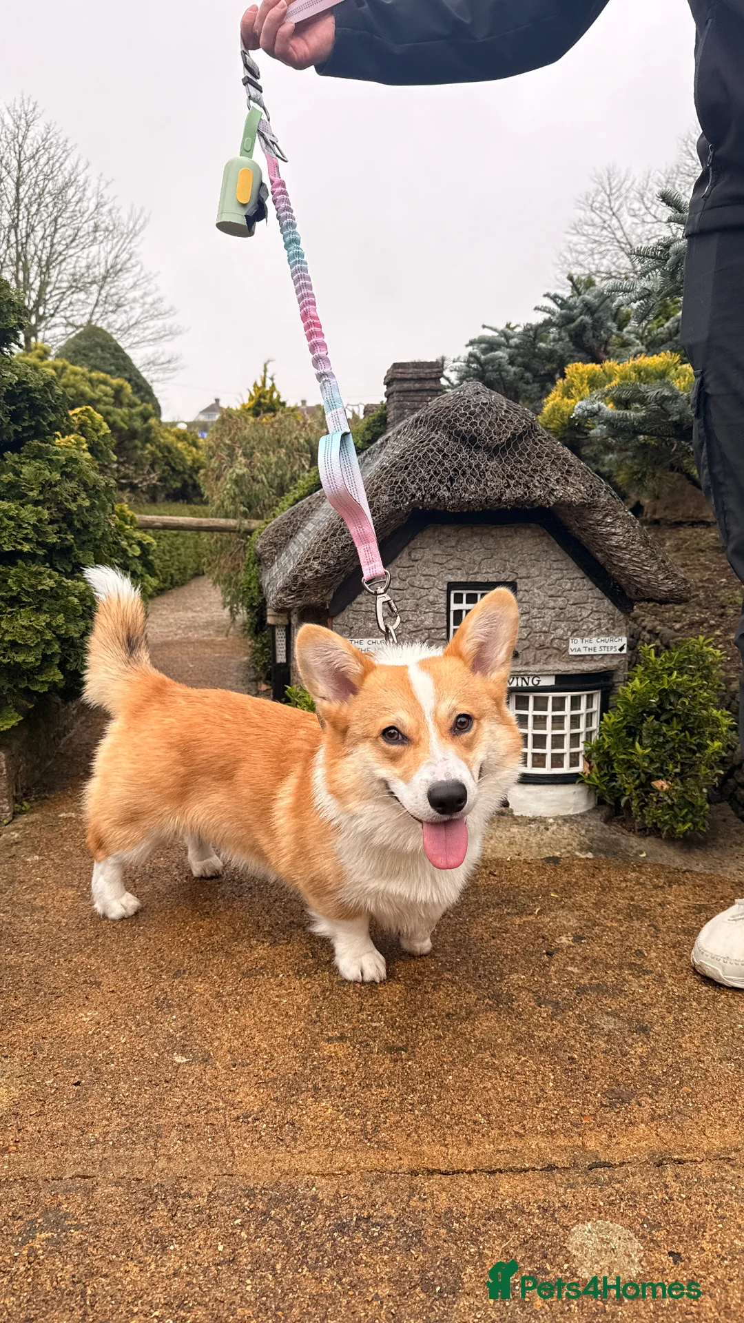 Welsh Corgi Pembroke dogs for stud: KC Registered Stud Dog | Excellent Health | London in London - Advert 2