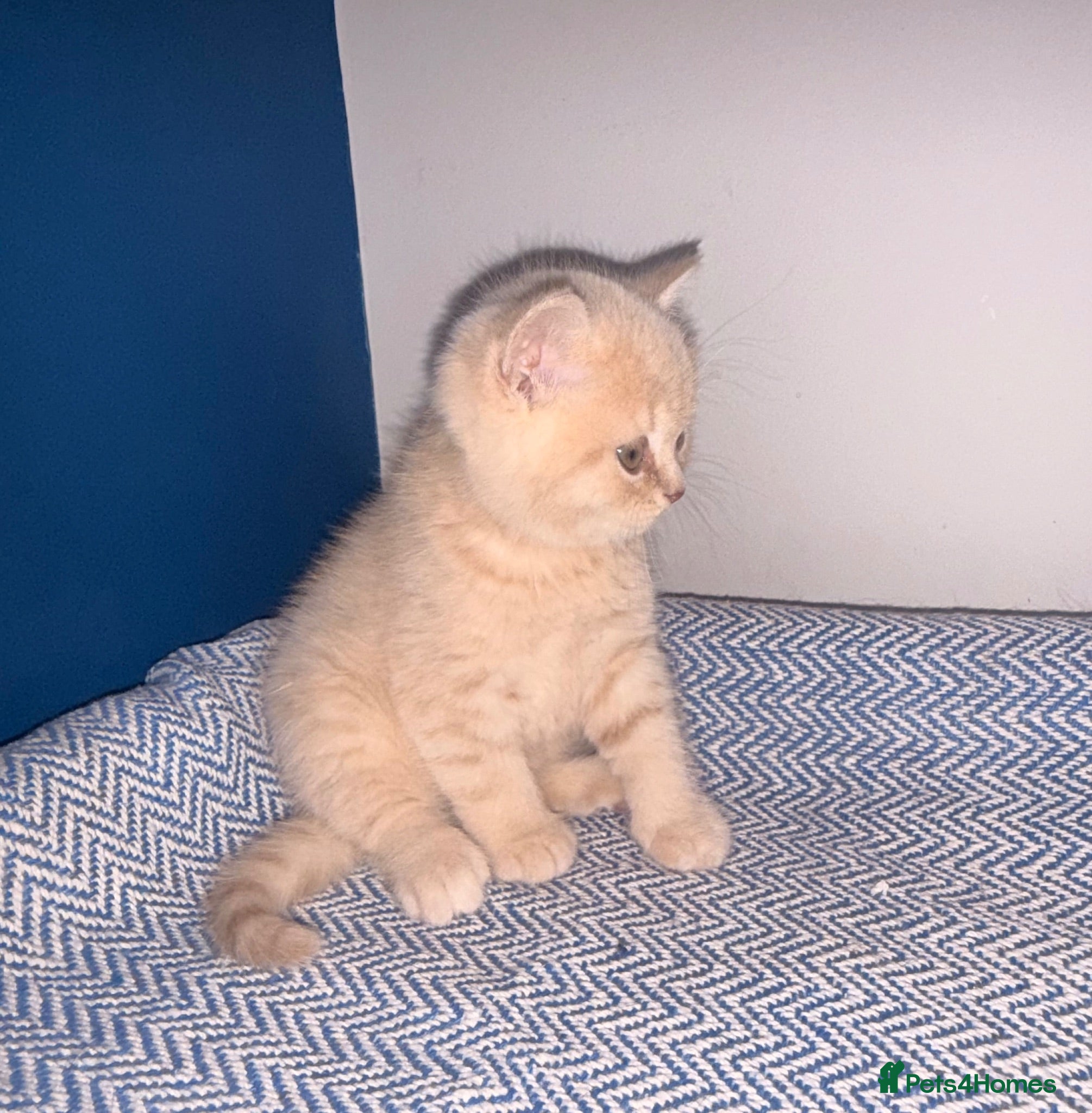 British Shorthair cats GCCF REGISTERED BRITISH SHORTHAIRS  - Advert 1