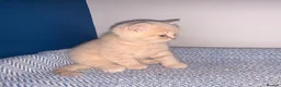 British Shorthair cats for sale: GCCF REGISTERED BRITISH SHORTHAIRS  - Advert 5