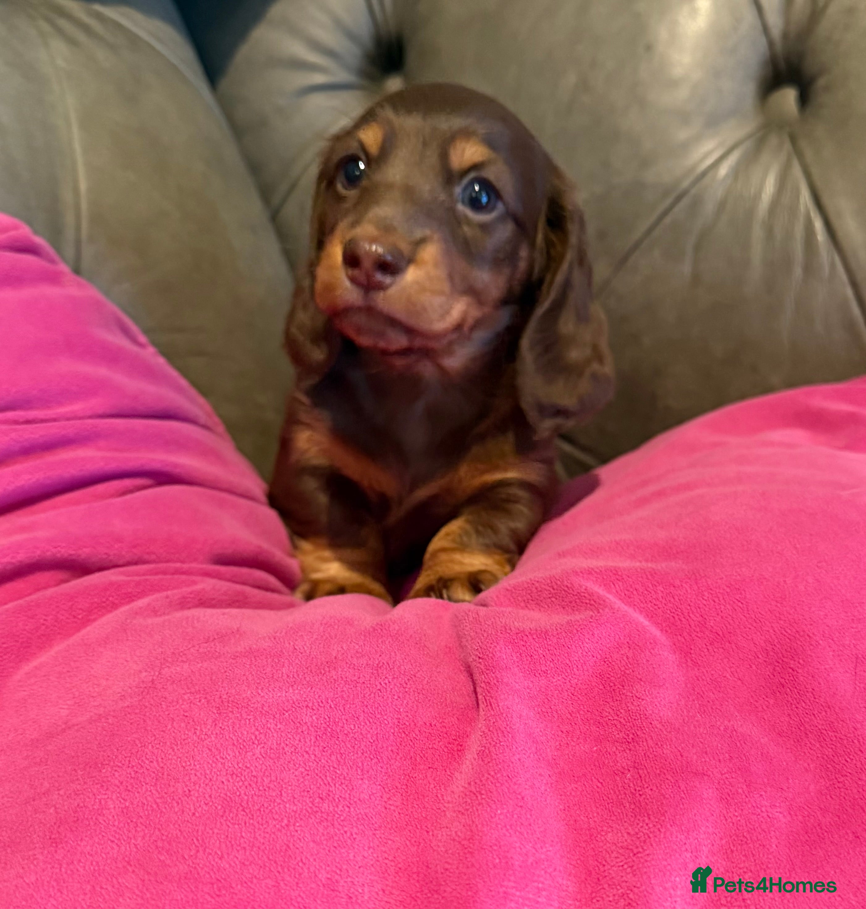 Miniature Dachshund dogs Long haired miniature dachshund pups - Advert 14