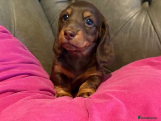 Miniature Dachshund dogs Long haired miniature dachshund pups - Advert 2