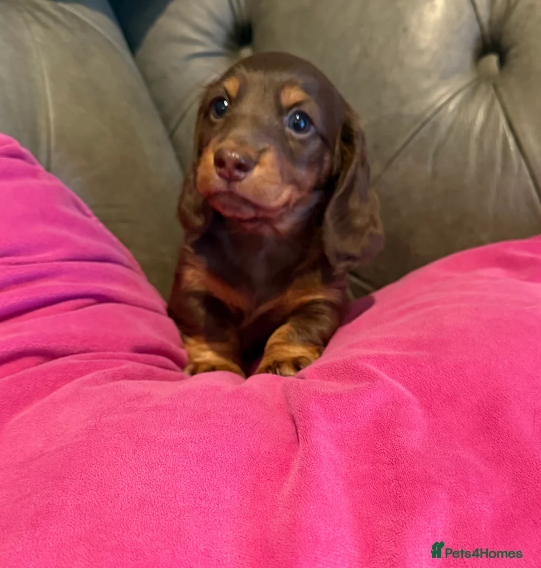 Miniature Dachshund dogs for sale: Long haired miniature dachshund pups - Advert 1
