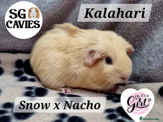 Guinea Pig rodents Gorgeous baby guinea pigs - Advert 1