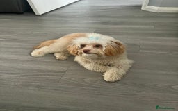 Cavapoo dogs for sale: Adult Male Dog For Sale - Image 7