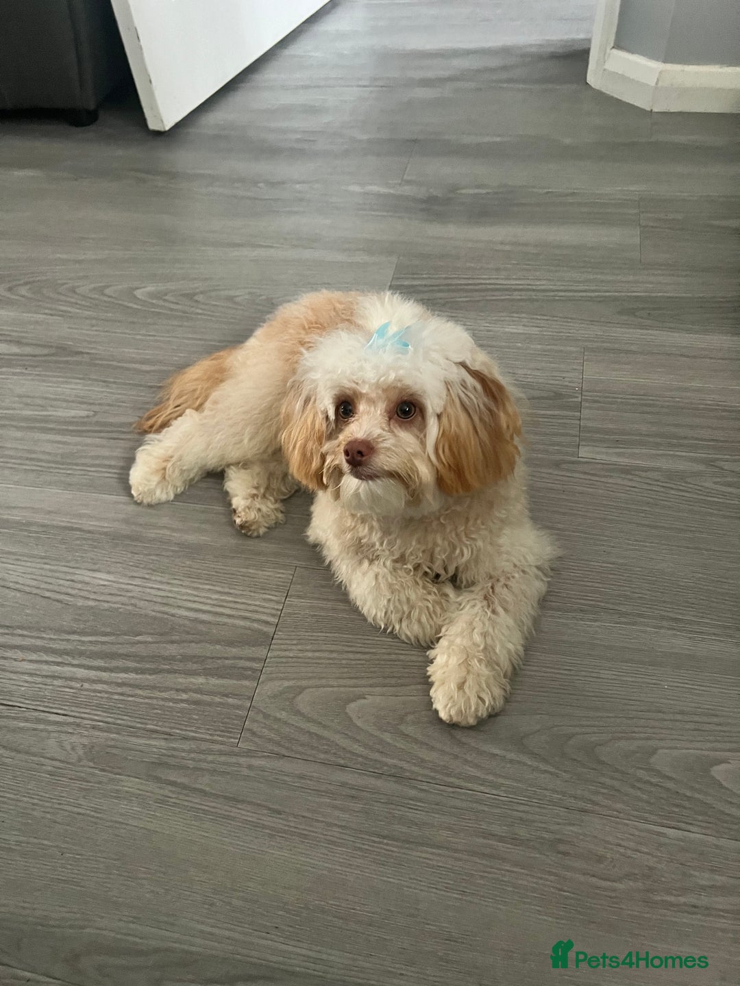 Cavapoo dogs for sale: Adult Male Dog For Sale - Image 7