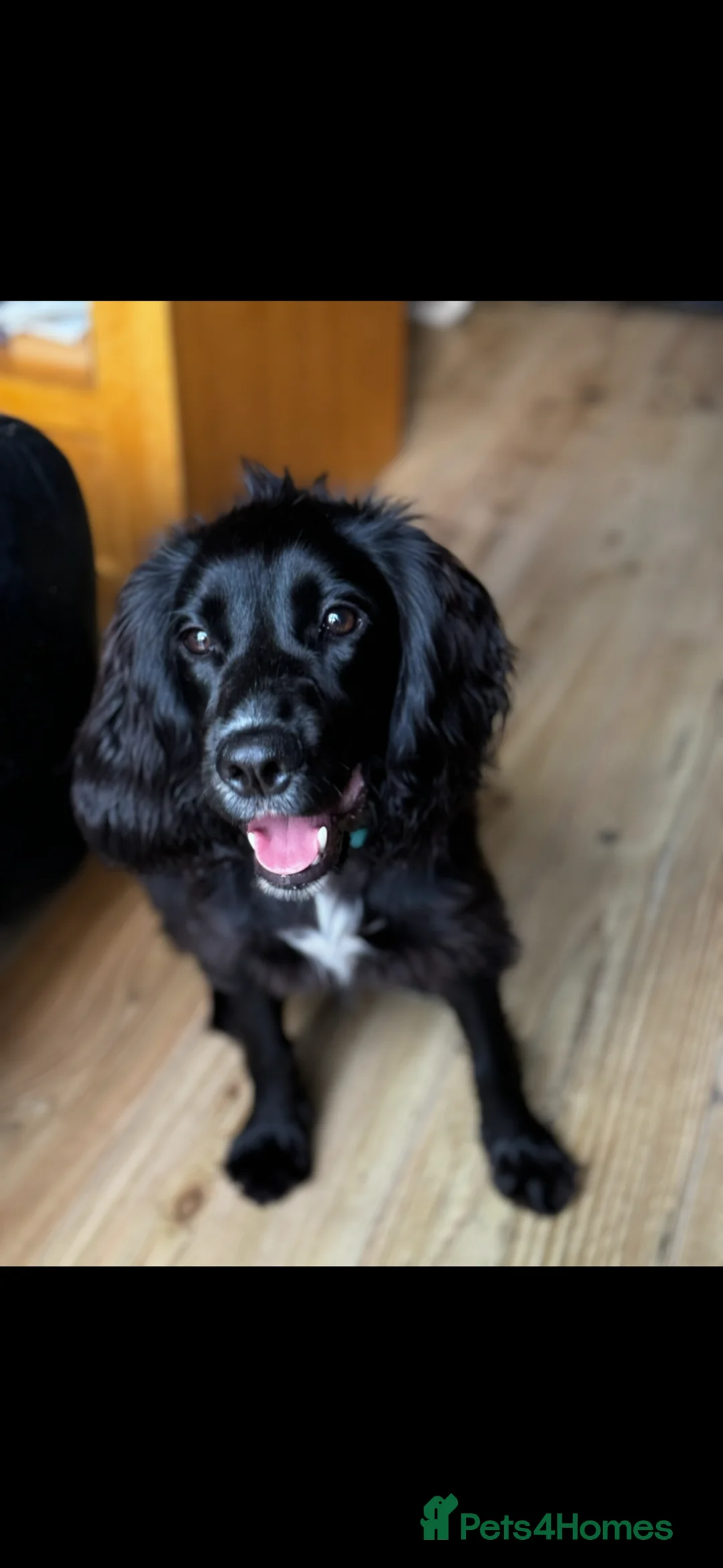 Mixed Breed dogs for sale: Zero Needs Rehoming - Advert 1