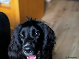 Mixed Breed dogs Zero Needs Rehoming - Advert 1