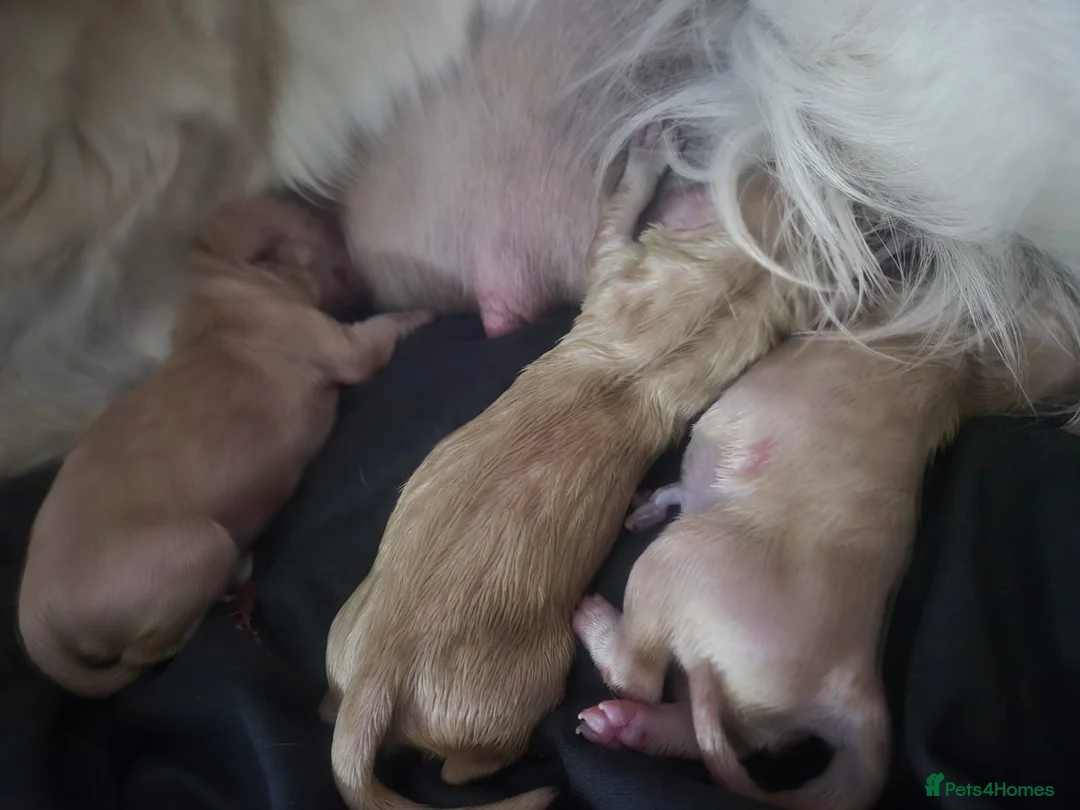 Golden Retriever dogs for sale: Our Bellas first litter x  in Liverpool - Advert 2