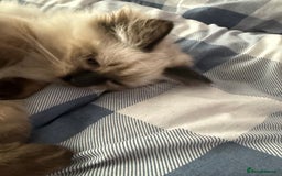 Ragdoll cats for sale: Ragdoll - Image 11