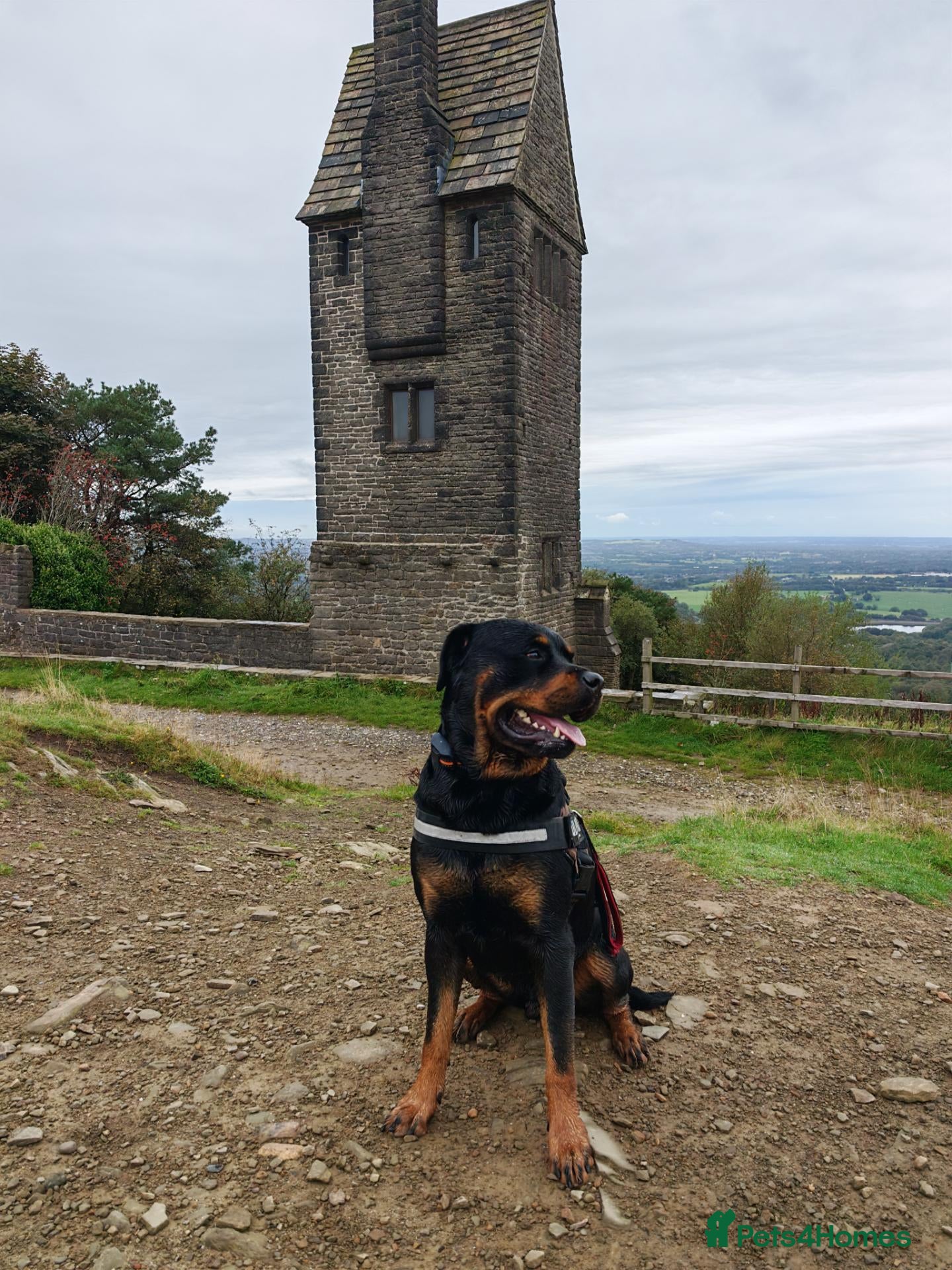 Rottweiler dogs Rottweiler for stud full pedigree, health tested  - Advert 1