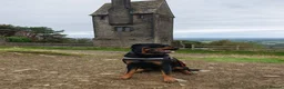Rottweiler dogs for stud: Rottweiler for stud full pedigree, health tested  - Advert 1
