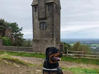 Rottweiler dogs Rottweiler for stud full pedigree, health tested - Advert 1