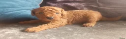Cavapoo dogs for sale: F1BB Cavapoo pups - Advert 6