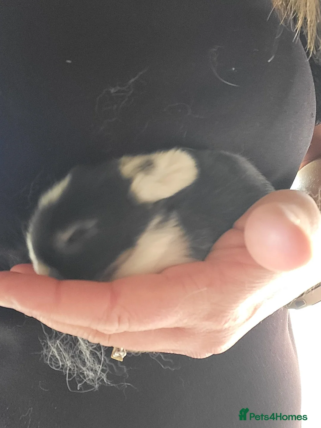 Mini Lop rabbits for sale: Mini Lop Bunny ready to reserve  - Advert 10