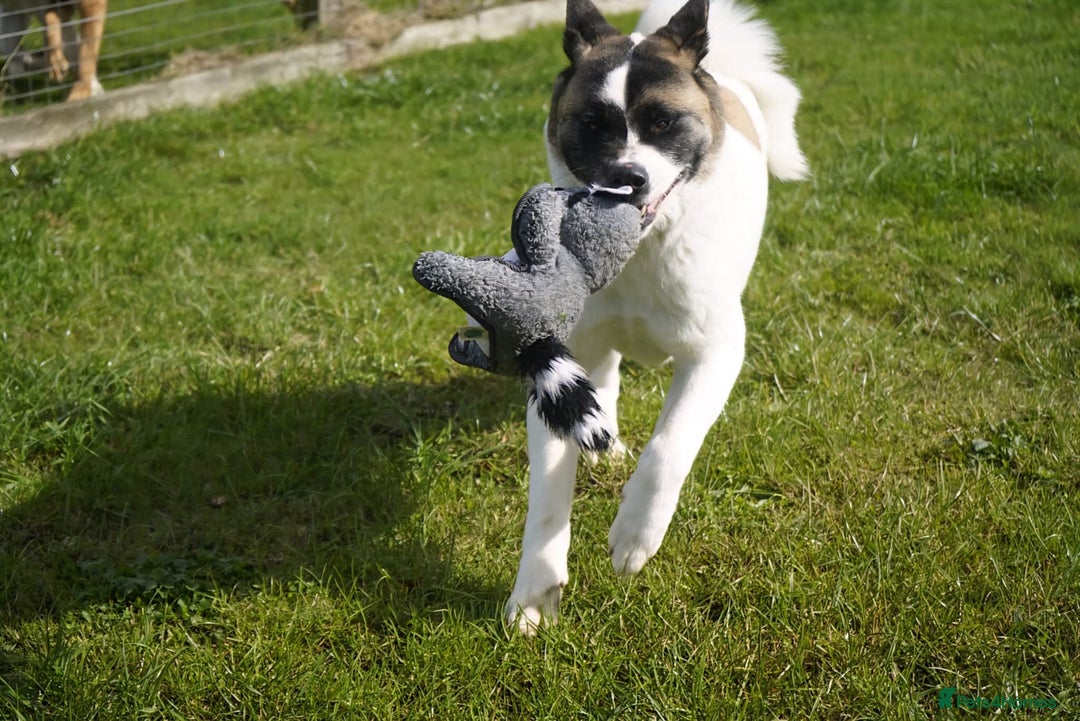 Akita dogs for adoption: Freya - Image 5