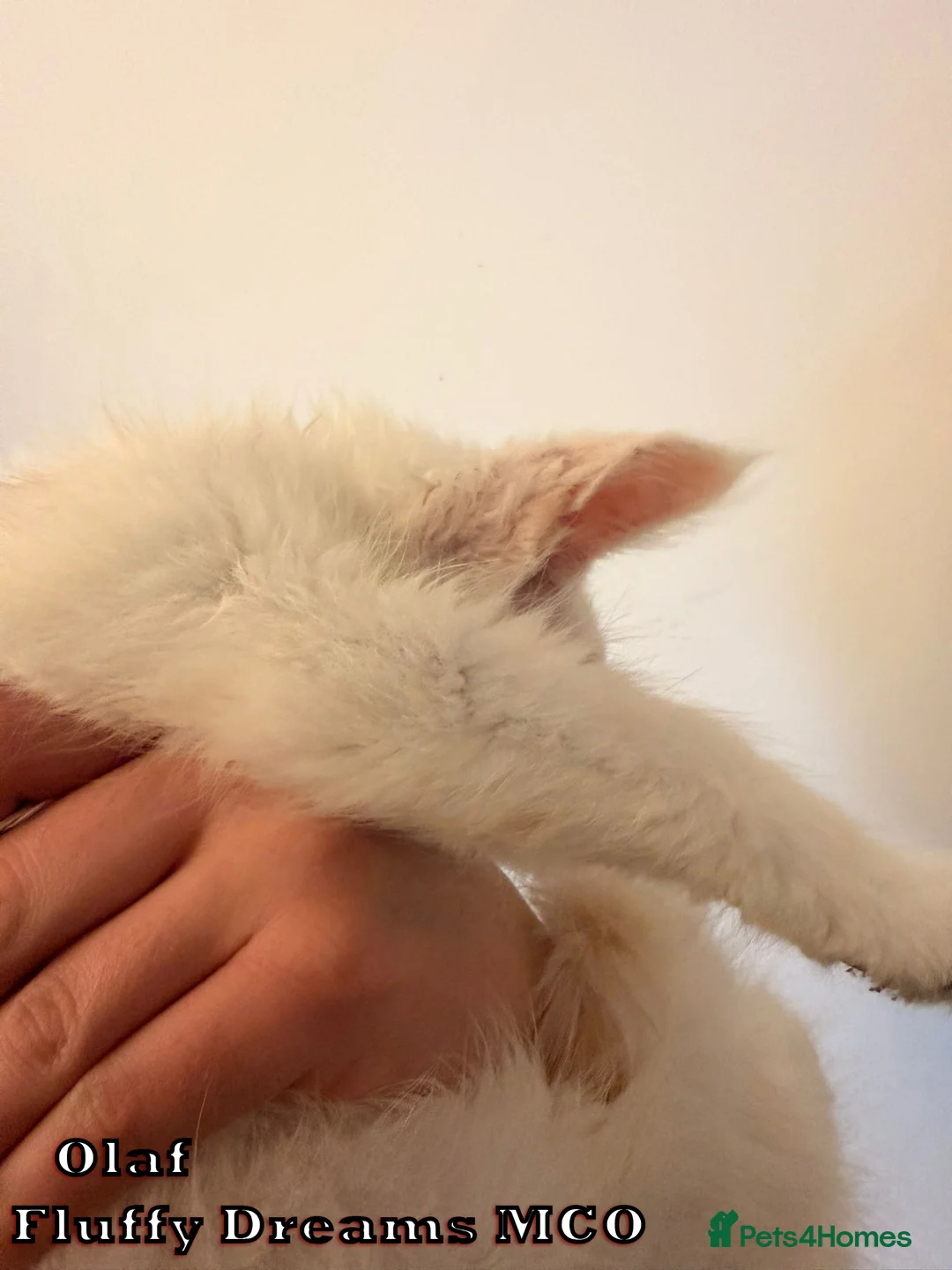 Maine Coon cats for sale: Olaf & Lilo active or non-active TICA REGISTRATION - Advert 4