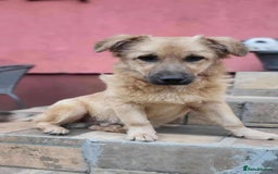 Mixed Breed dogs for adoption: BARLEY, 6mo, small - loves dogs, kids,cats/loving - Image 1