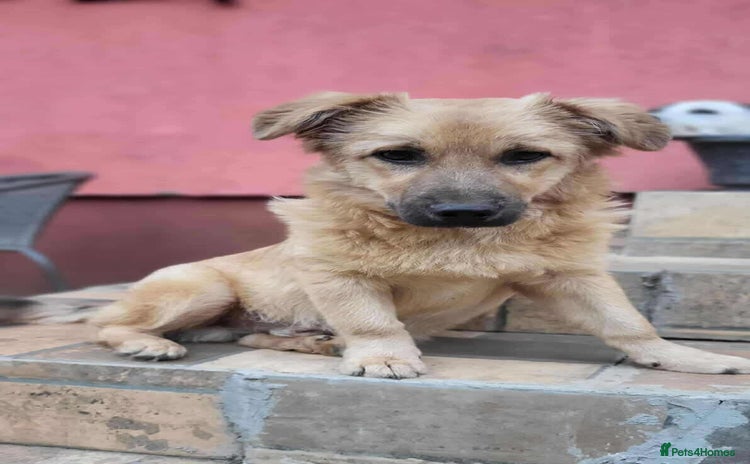 Mixed Breed dogs - Advert 16