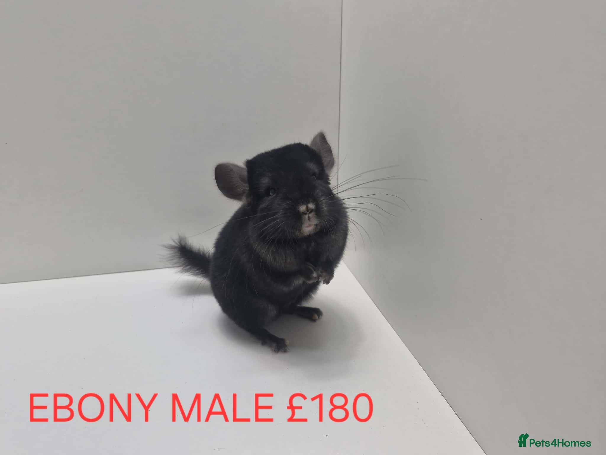 Chinchilla rodents STUNNING BABIES CHINCHILLA MIX COLOURS AND GENDER  - Advert 3