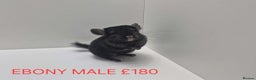 Chinchilla rodents for sale: STUNNING BABIES CHINCHILLA MIX COLOURS AND GENDER  - Advert 9