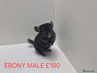 Chinchilla rodents STUNNING BABIES CHINCHILLA MIX COLOURS AND GENDER - Advert 7