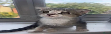 Scottish Fold 1