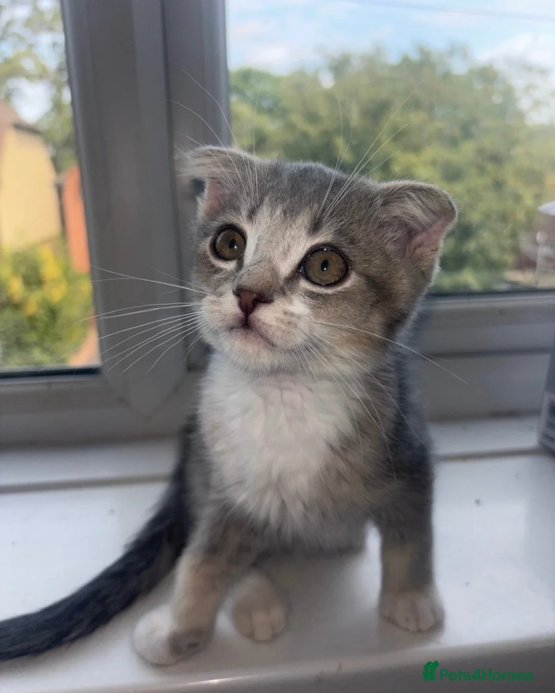 Scottish Fold cats for sale: 3 gorgeous females left 💕🎀 - Advert 2