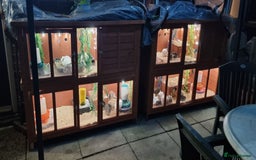 Quail poultry for sale: Coturnix quail three week old (not sexed)  - Image 24