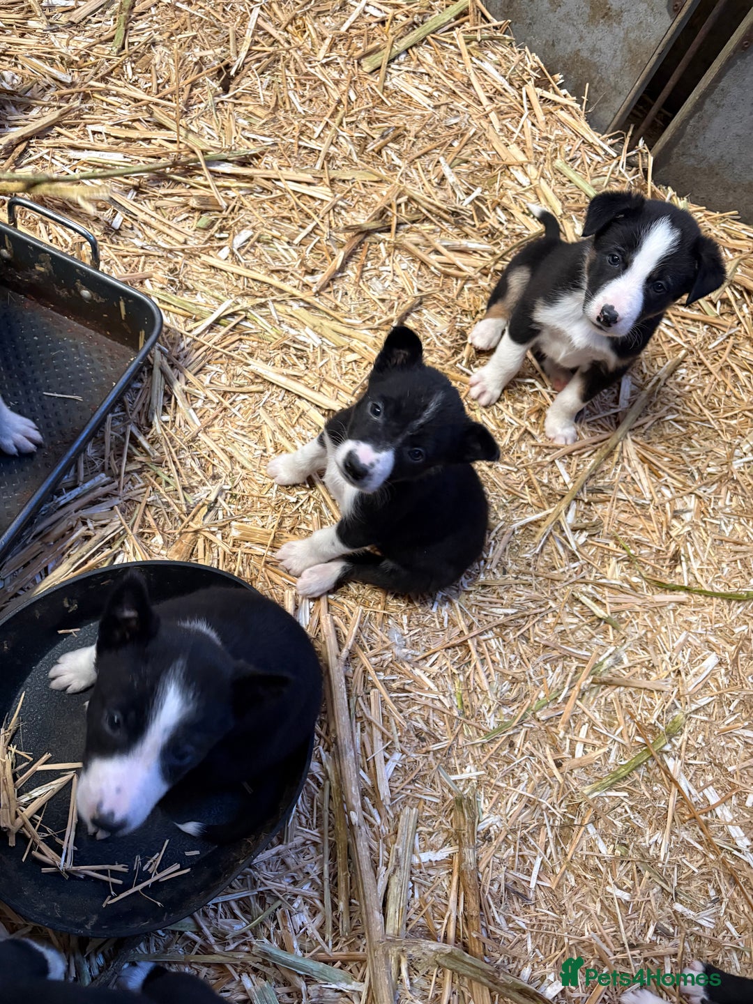 Border Collie dogs for sale: 10 gorgeous puppies for sale - Advert 5