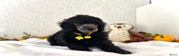 Miniature Poodle dogs for sale: 🌟RARE Silver Miniature Poodle Puppies DNA CLEAR🌟 - Advert 9