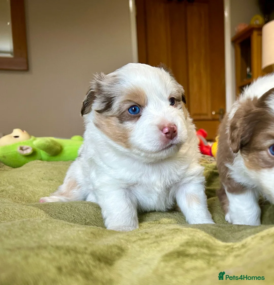 Australian Shepherd dogs for sale: Rare Mini Australian Shepherd puppies- show line. - Advert 1