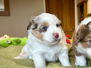 Australian Shepherd dogs Rare Mini Australian Shepherd puppies- show line. in Louth - Advert 3