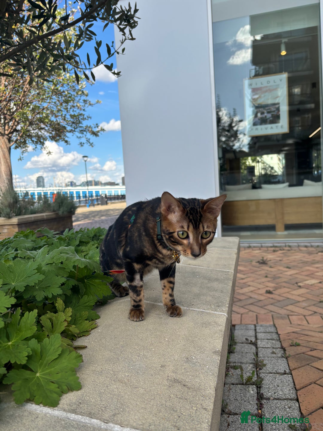 Bengal cats for sale: URGENT – 10-Month-Old Bengal Kitten – £250  - Advert 2