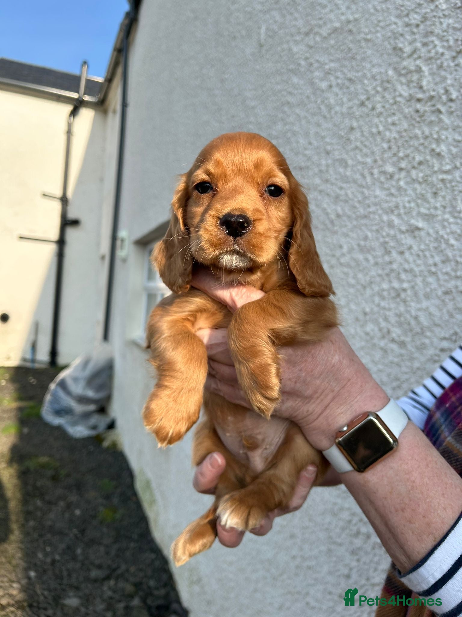 Cocker Spaniel dogs STUNNING COCKER SPANIELS - Advert 9