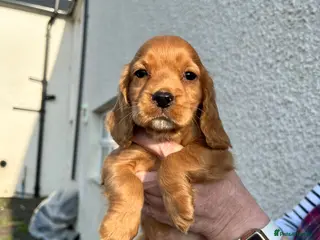 Cocker Spaniel dogs STUNNING COCKER SPANIELS - Advert 9