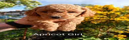 Mixed Breed dogs for sale: Corgipoo x Cockerpoo F2b - Advert 5