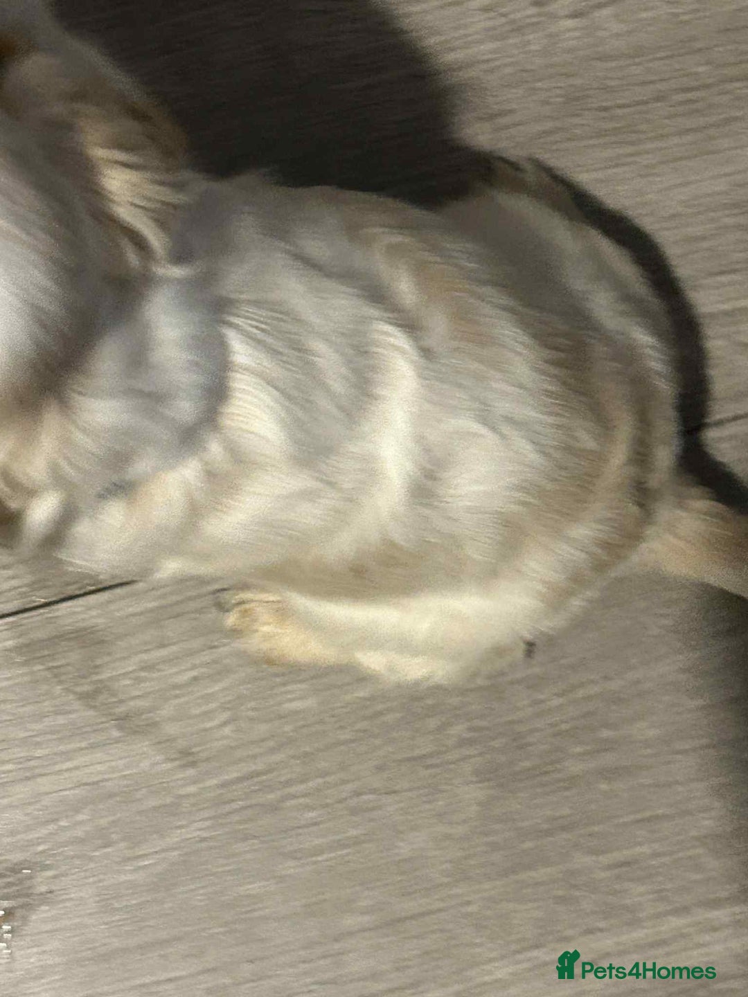 Cockapoo dogs for sale: 5 beautiful cockapoo's - Image 15
