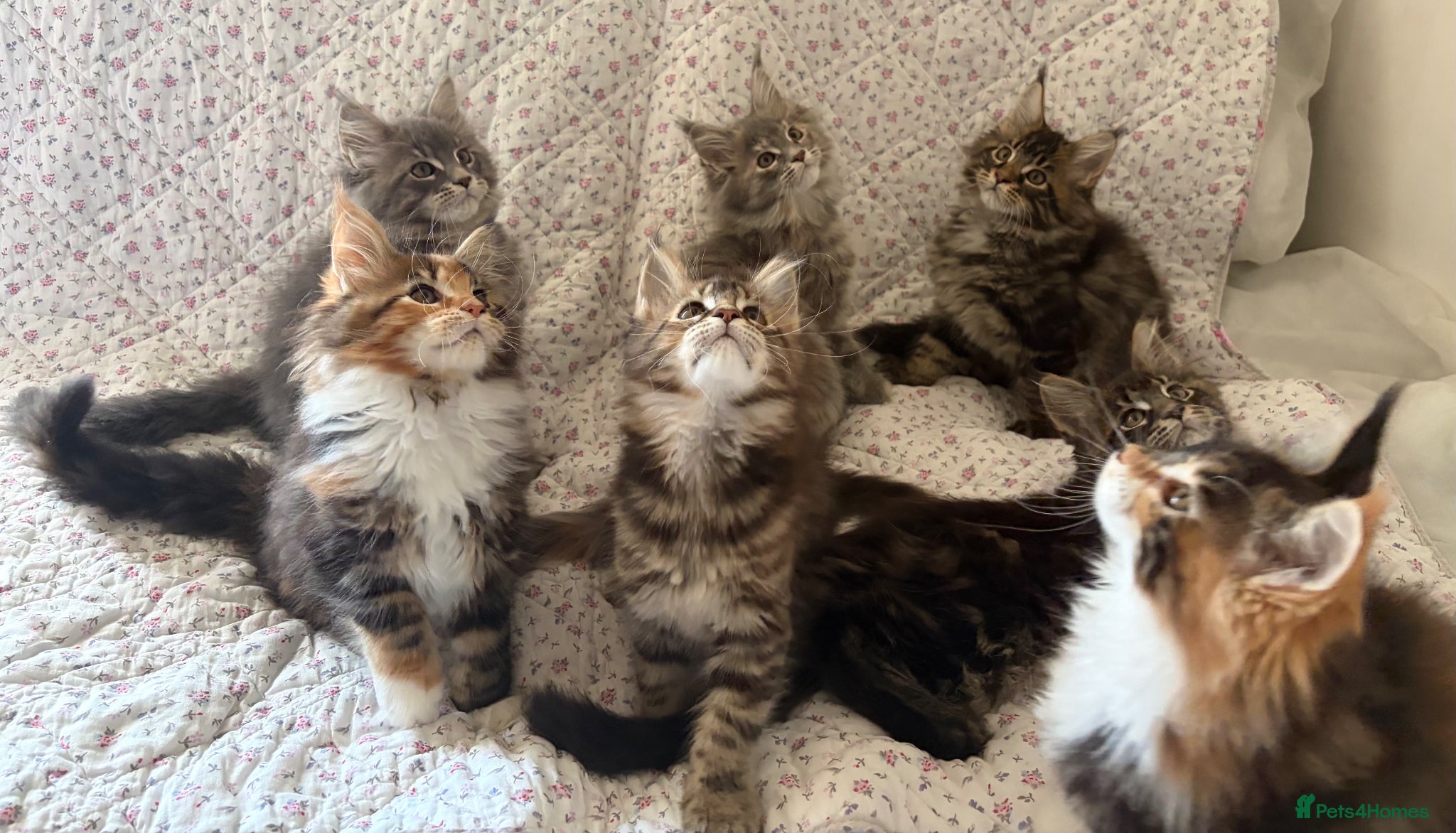 Maine Coon cats Full Maine Coon Kittens - Advert 1