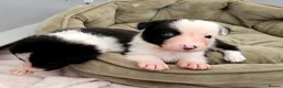 Border Collie dogs for sale: Border Collie Puppies - Advert 1