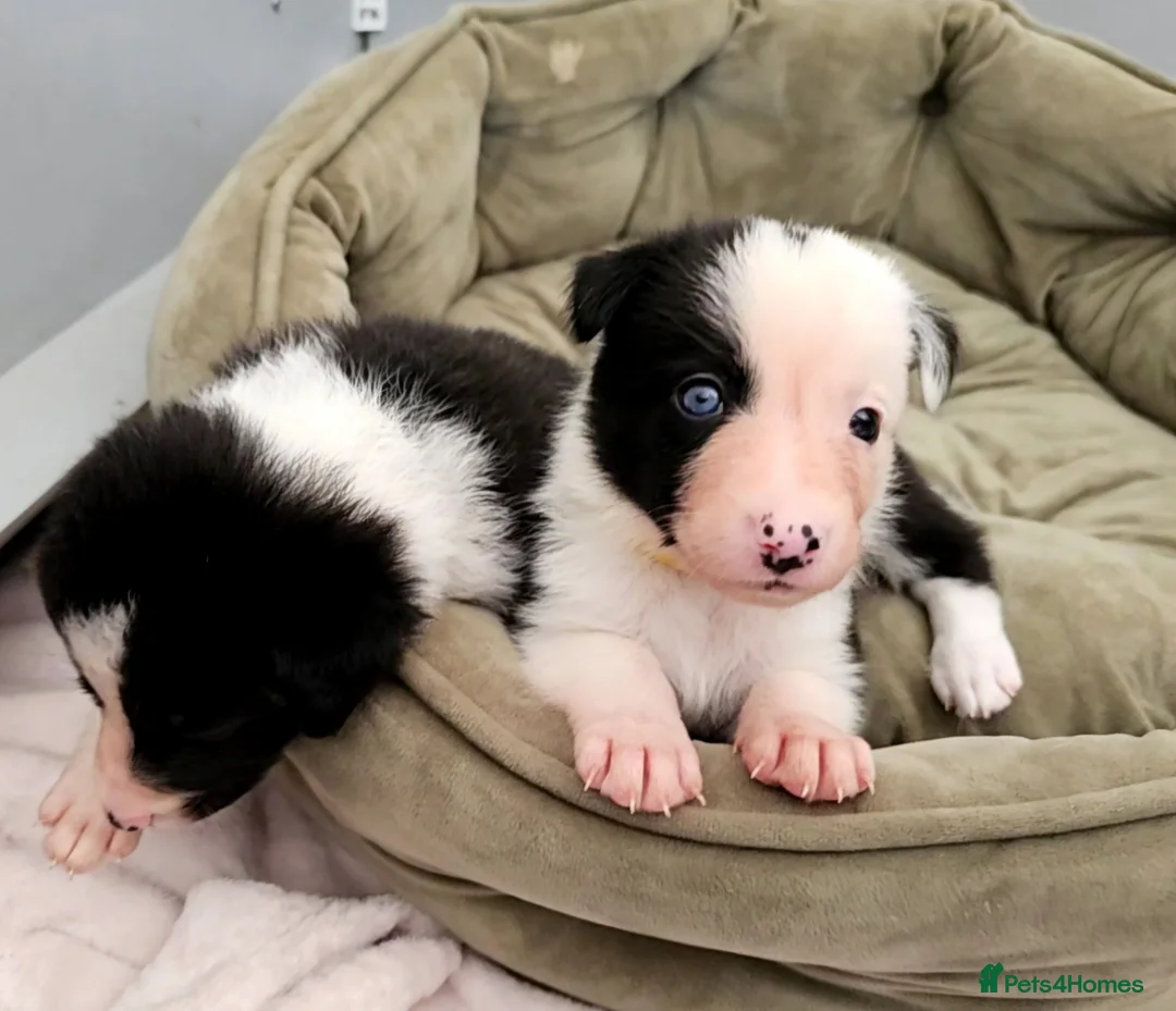Border Collie dogs for sale: Border Collie Puppies - Advert 1