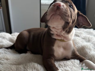 Mixed Breed dogs Olde tyme English Bulldogge/Staffy bull Collie mix - Advert 1