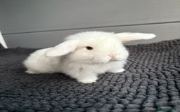 Mini Lop rabbits for sale: Little fluffy mini lops  - Image 7