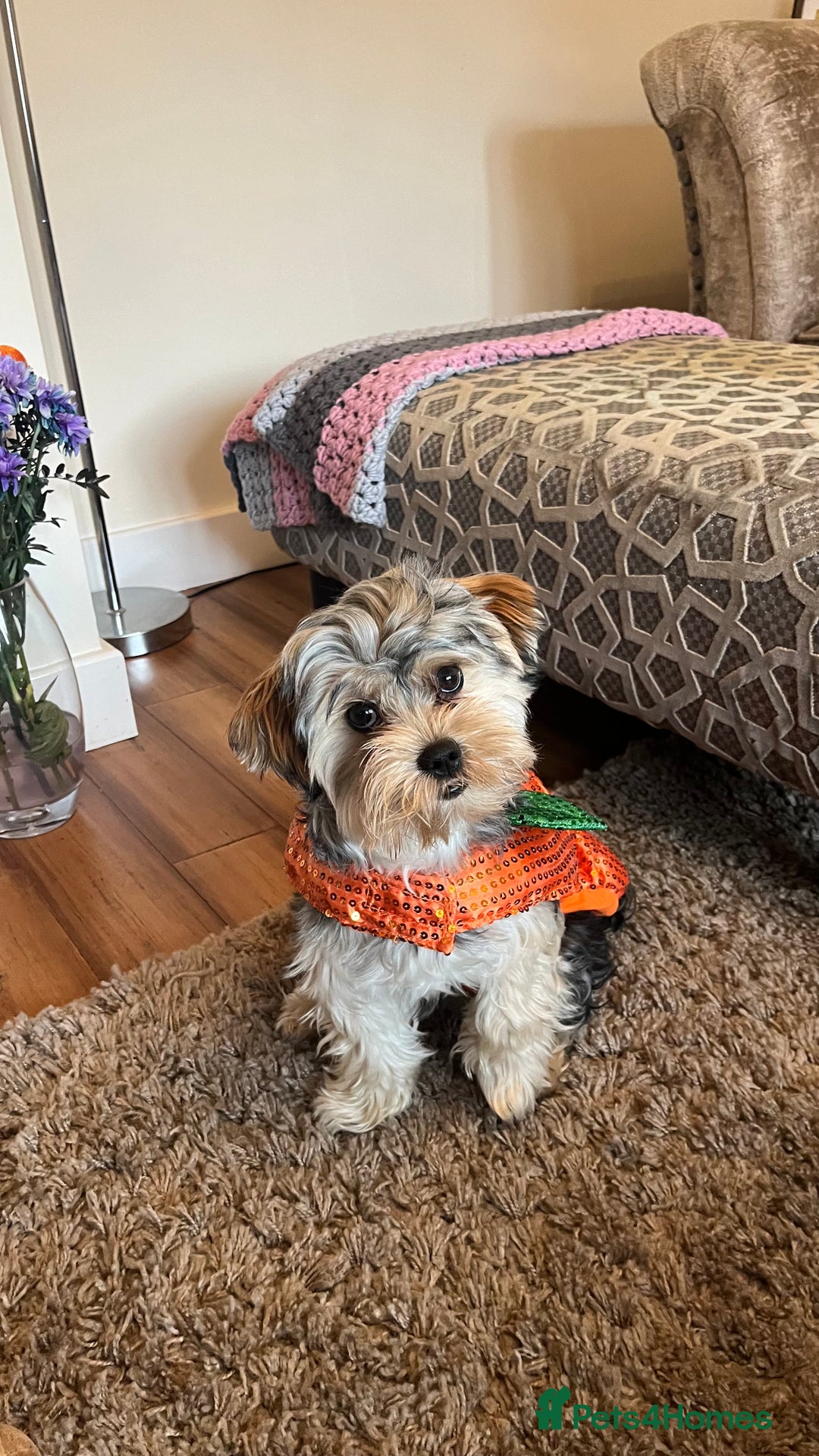 Morkie dogs for stud: Morkie Stud  - Advert 6