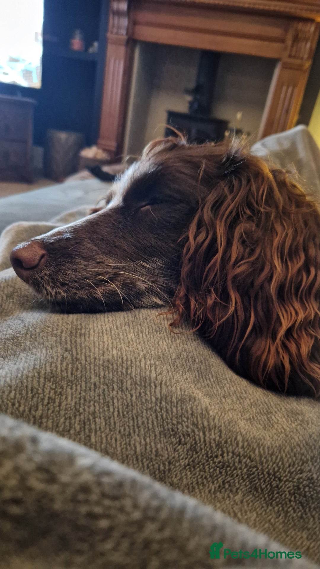 Cockapoo dogs for sale: Lovely Cockapoo looking for new loving home  - Image 3