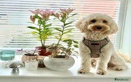 Cockapoo dogs for stud: Stud Dog Available – Cockapoo  - Image 3