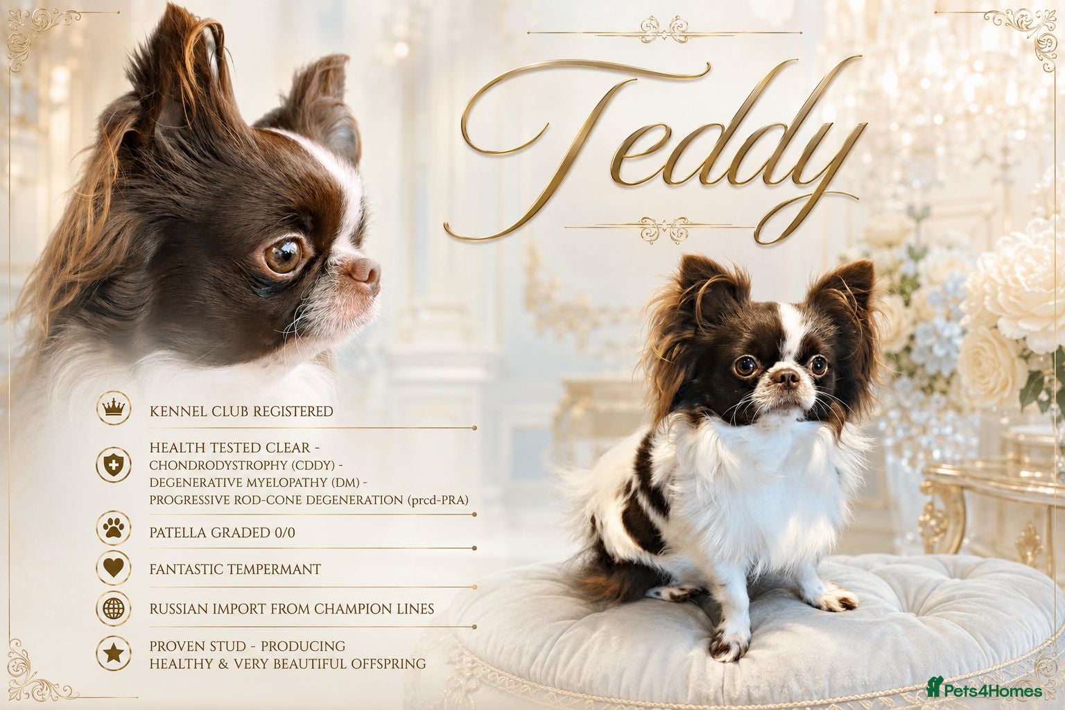 Chihuahua dogs KC reg-Heath Tested-Proven Stud - Advert 2